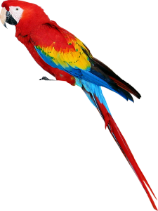 Colorful parrot PNG images, free download-719